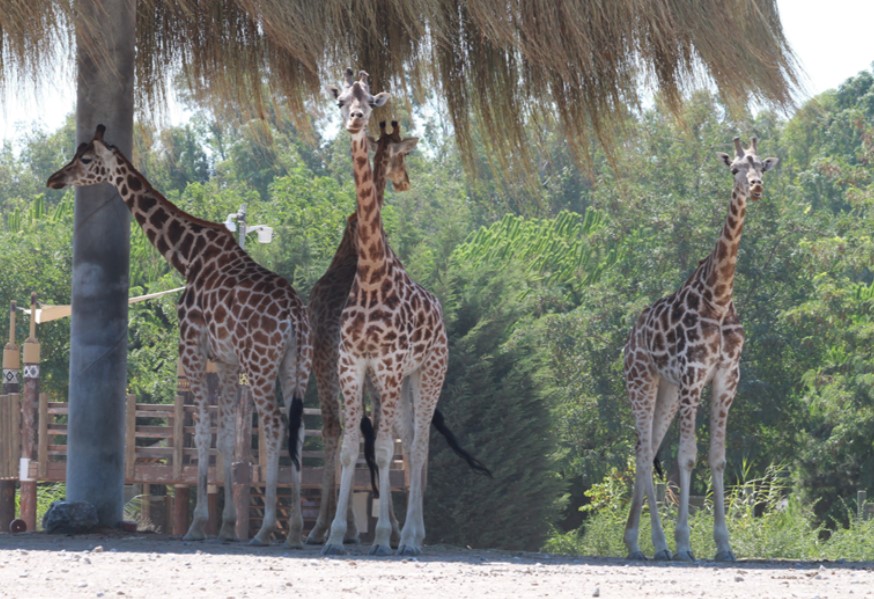 İZMİR HAYVANAT BAHÇESİ HAYVANLARI