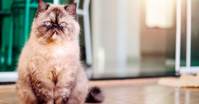 İran Kedisi Özellikleri ve Bakımı