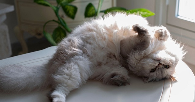 İran Kedisi Özellikleri ve Bakımı