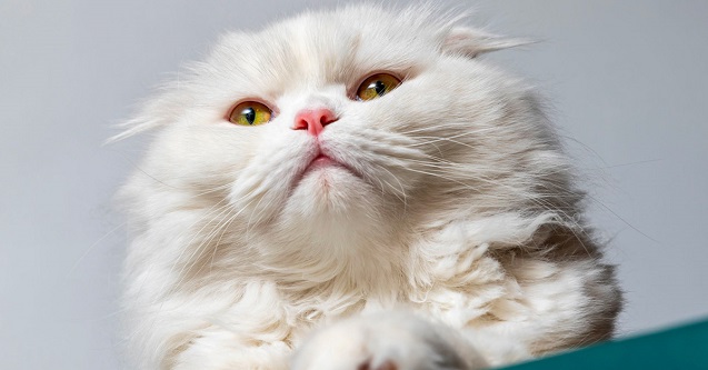 İran Kedisi Özellikleri ve Bakımı