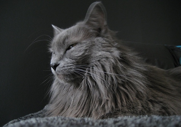 Maine Coon Kediler Hakkında Merak Edilenler