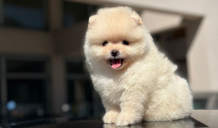 Pomeranian Boo Fiyatları 2023