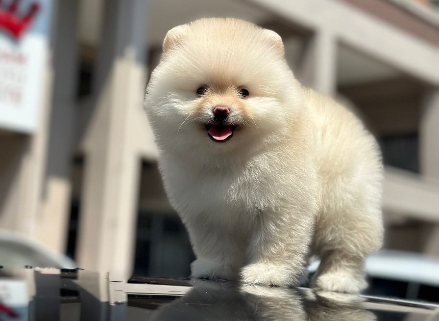 Pomeranian Boo Fiyatları 2023