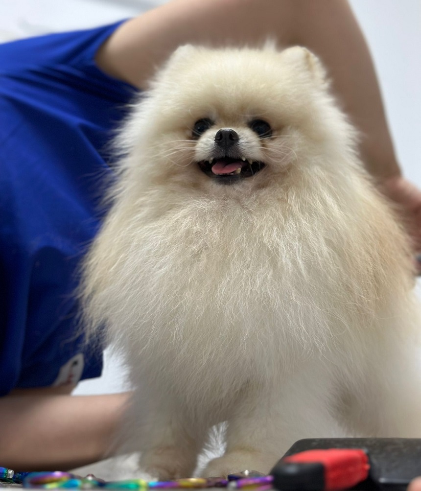 Pomeranian Boo Fiyatları 2023