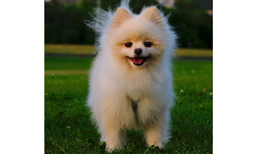 Pomeranian Boo Fiyatları