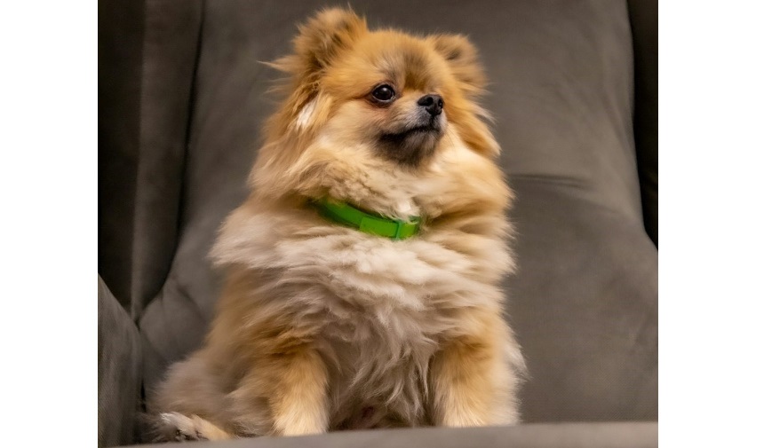 Pomeranian Boo Fiyatları