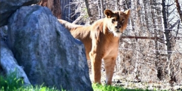 İzmir Doğal Yaşam Parkı'nın Yeni Misafiri: Dişi Aslan Selma