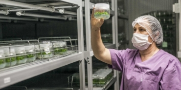 Bayındır çiçeğine yeni tesis