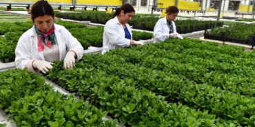 Bayındır Çiçek Kooperatifi dünyada markalaşıyor