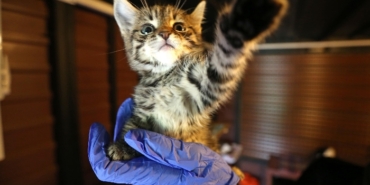 Karşıyaka, izmir, Karşıyaka Belediyesi, Cemil Tugay