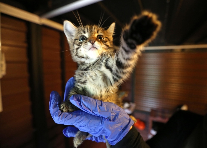 Karşıyaka, izmir, Karşıyaka Belediyesi, Cemil Tugay