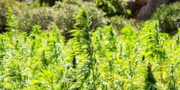 izmir, Cumhuriyet Halk Partisi, Türkiye, Atila Sertel