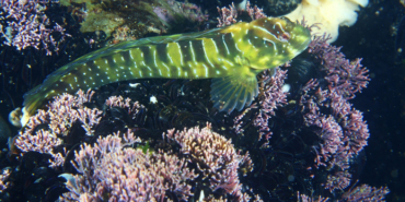 izmir, Aliağa, Çeşme, Dikili, Foça, Seferihisar