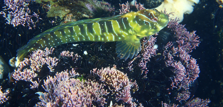 izmir, Aliağa, Çeşme, Dikili, Foça, Seferihisar