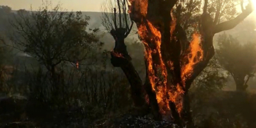 izmir, Türkiye İstatistik Kurumu, Türkiye