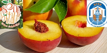 Bornova, Bornova Belediyesi, Mustafa İduğ, İzmirgaz