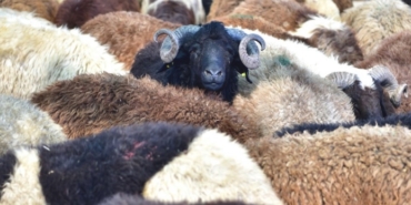 izmir, Bergama, Bergama Belediyesi, Hakan Koştu