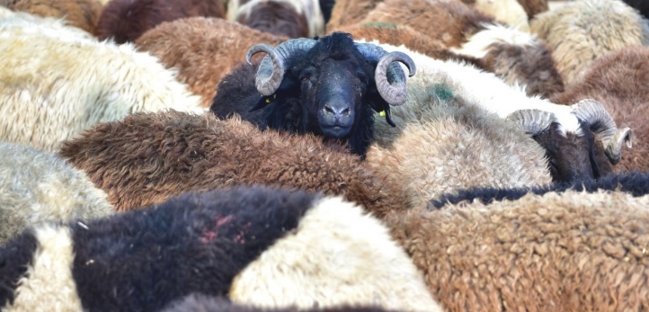 izmir, Bergama, Bergama Belediyesi, Hakan Koştu