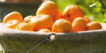 Bornova, Çeşme, Celsus Kütüphanesi, İzmir Ticaret Odası