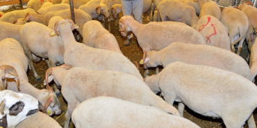 Aliağa, Aliağaspor