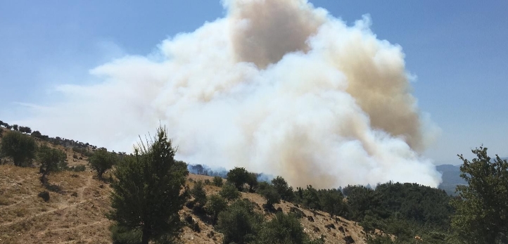 Bornova, Bornova Belediyesi