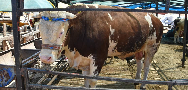 aydın, Bornova, İzmir Büyükşehir Belediyesi, Bornova Belediyesi, Mustafa İduğ