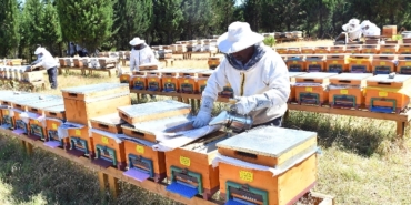 Tahtalı Bal Ormanı’nda hasat vakti