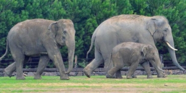 Karabağlar, Narlıdere, Uzundere