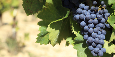 izmir, Torbalı, Torbalı Belediyesi, Edip Akbayram