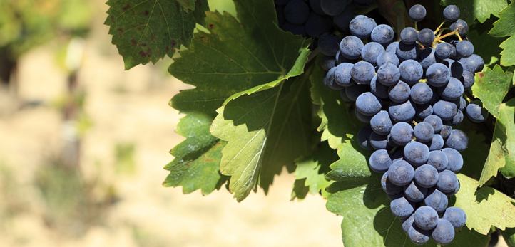 izmir, Torbalı, Torbalı Belediyesi, Edip Akbayram
