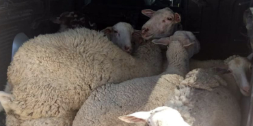 izmir, Konak, Kültürpark, İzmir Enternasyonal Fuarı, İzmir Fuarı, Tuna Kiremitçi