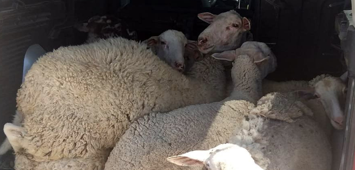 izmir, Konak, Kültürpark, İzmir Enternasyonal Fuarı, İzmir Fuarı, Tuna Kiremitçi