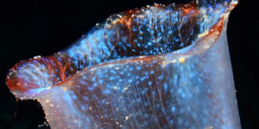 İzmir Büyükşehir Belediyespor'dan Antalya'daki şampiyonada büyük başarı