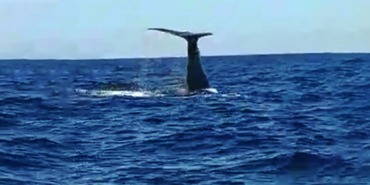 izmir, İzmir su kesintisi