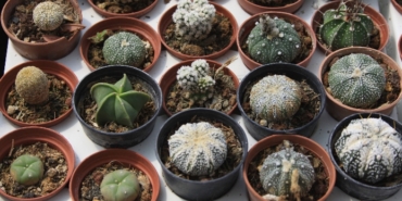 Mustafa Kayalar, Erhan Kılıç, Serdar Sandal, Filiz Ceritoğlu Sengel, Mehmet Eriş, Fatih Gürbüz