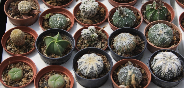 Mustafa Kayalar, Erhan Kılıç, Serdar Sandal, Filiz Ceritoğlu Sengel, Mehmet Eriş, Fatih Gürbüz