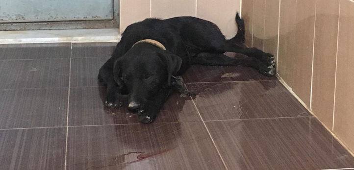 izmir, Bornova, Ooze Venue, izmir konserleri, Şanışer