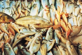 Altınordu, izmir, TFF 1. Lig, Balıkesirspor