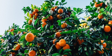 izmir, Hazal Subaşı, Çukur