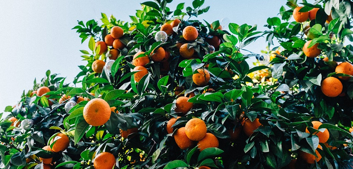 izmir, Hazal Subaşı, Çukur