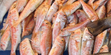 Barbun balığı nasıl pişer, nasıl kızartılır ve pişirilir