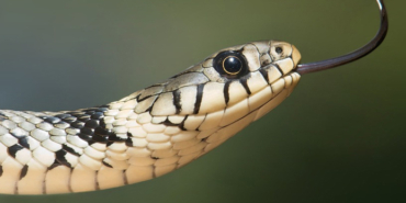 Rüyada yılan görmek neye işarettir? Yılan yemek, öldürmek, ısırmak