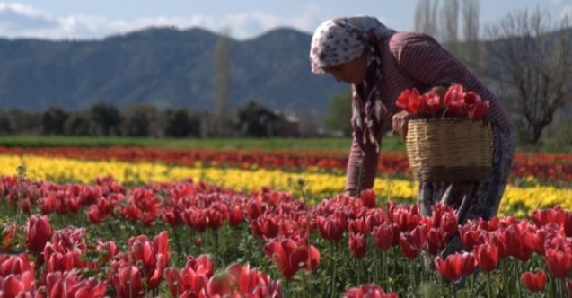 izmir, Bayraklı, Buca, Konak, İzmir Büyükşehir Belediyesi, İzmir Sanat, İzmir Yüksek Teknoloji Enstitüsü