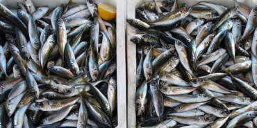 Survivor, Masterchef, Yasin Obuz