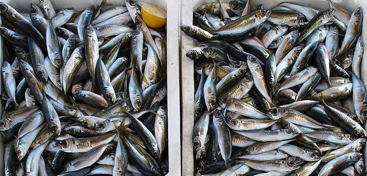 Survivor, Masterchef, Yasin Obuz