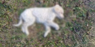 İzmir Dikili'de köpekler zehirlenerek öldürüldü