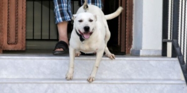 Buca'da şiddet gören köpeğe belediye sahip çıktı