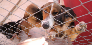 izmir, İzmir Büyükşehir Belediyesi