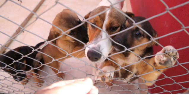 izmir, İzmir Büyükşehir Belediyesi