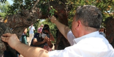 Çeşme Belediyesi, Yunan Sakız Adası'na rakip oluyor
